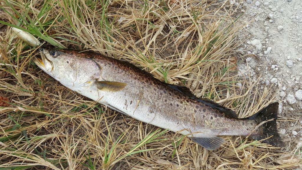 Sea Trout In Culvert